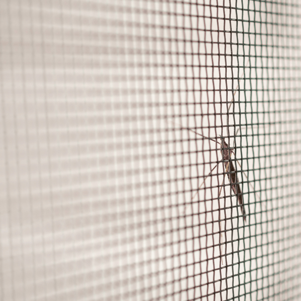 moustique sur la toile d'une moustiquaire